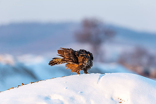 猛禽雕鸮在冬天雪地里觅食