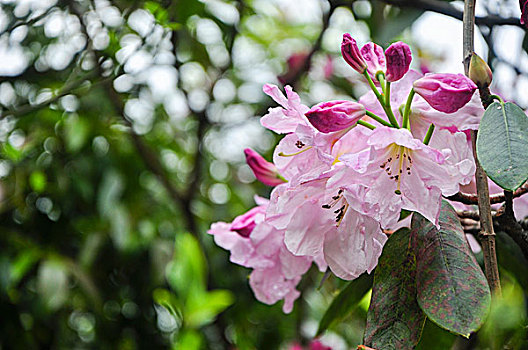 高山杜鹃花