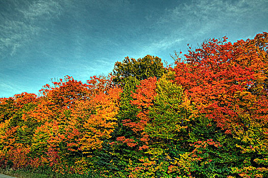 彩色,树,阿尔冈金公园,秋天,安大略省,加拿大