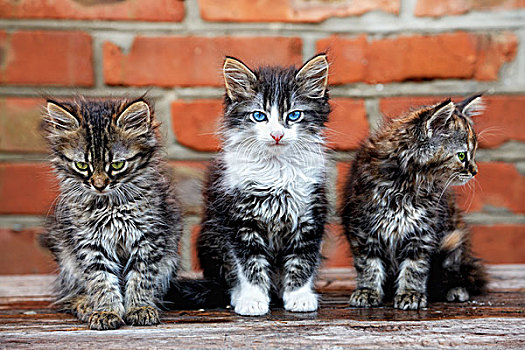 三个,小猫,砖,背景