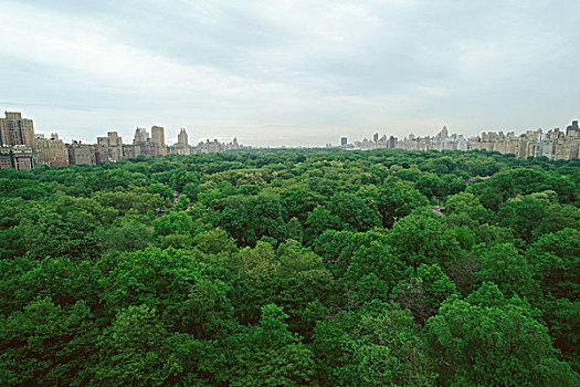 纽约,曼哈顿,中央公园,树梢,风景