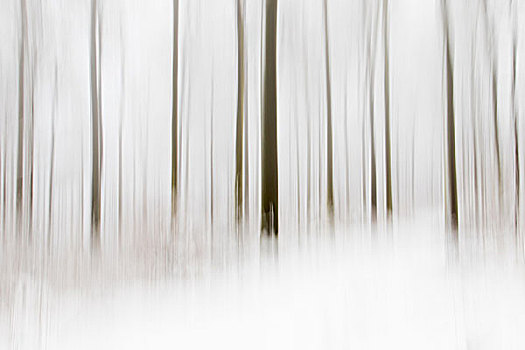 冬日树林,抽象,黑森州,德国,欧洲