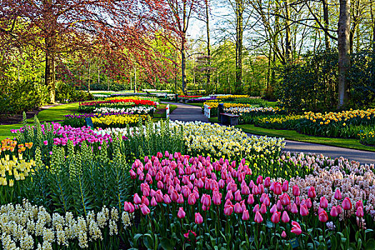 人行道,彩色,春花,床,库肯霍夫花园,荷兰南部,荷兰
