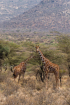 网纹长颈鹿,长颈鹿,野生动物,肯尼亚,非洲
