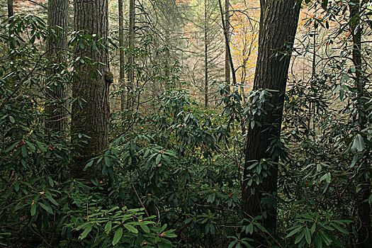 原始,树林,铁杉,杜鹃花属植物,荒野,北卡罗来纳,美国
