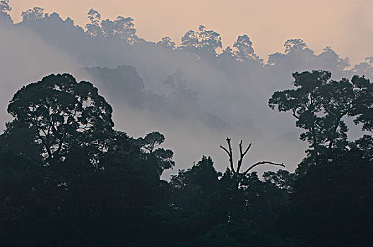 上方,低地,雨林,皇家,州立公园,马来西亚