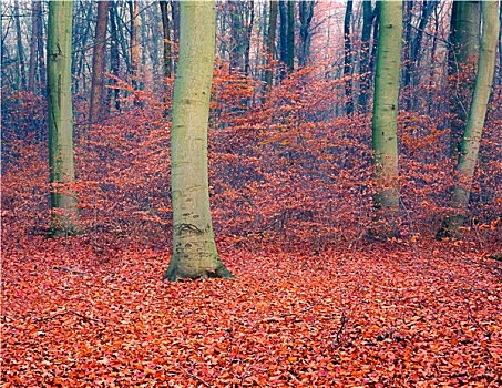 彩色,秋日树林