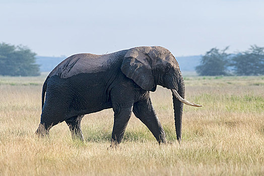 非洲象,安伯塞利国家公园,肯尼亚,东非,非洲