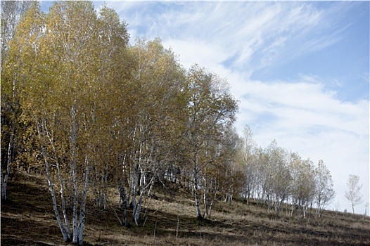 内蒙古乌兰布统桦树林美如画