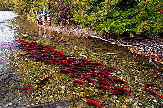 游客,看,产卵,红大马哈鱼,红鲑鱼,亚当斯河,英国人,加拿大