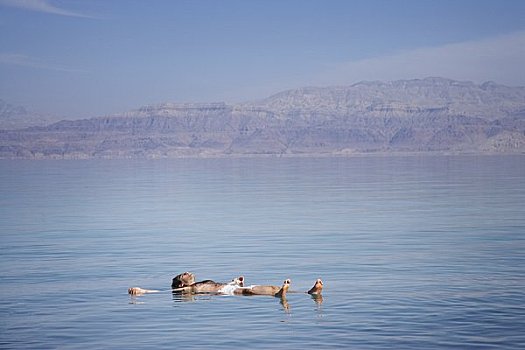 男人,漂浮,死海,以色列