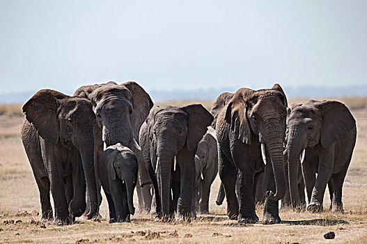 非洲大象093