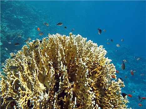 珊瑚礁,水下