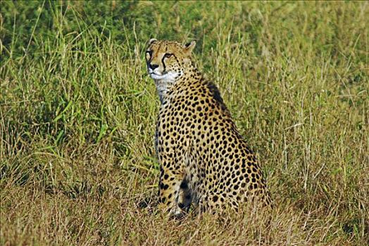 印度豹,猎豹,湿地,禁猎区,南非