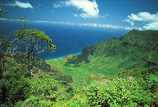 夏威夷,考艾岛,卡拉拉乌谷,寇基,暸望,茂密,热带植物,树,前景,海洋,蓝天