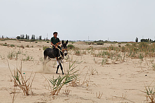 维吾尔族传统体育比赛,赛毛驴