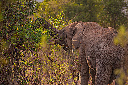 肯尼亚马赛马拉国家公园大象