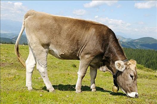 母牛,放牧,施蒂里亚,奥地利,侧面