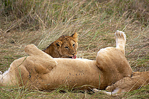 非洲狮,狮子,幼兽,舔,马赛马拉,公园,肯尼亚