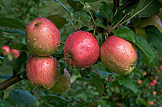 露珠,遮盖,苹果,树上,苏必利尔湖,加拿大