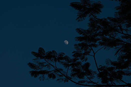 晚上拍摄的树,月亮与夜空