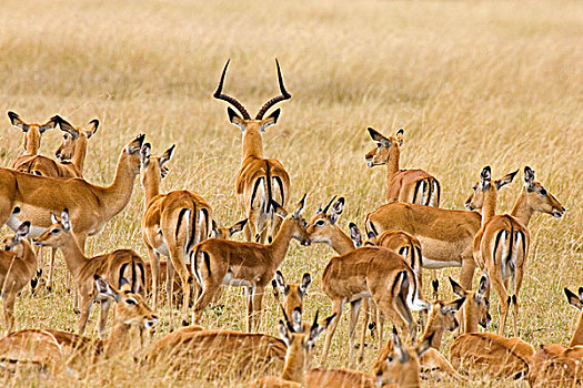 牧群,黑斑羚,漫游,地点,马赛马拉,肯尼亚