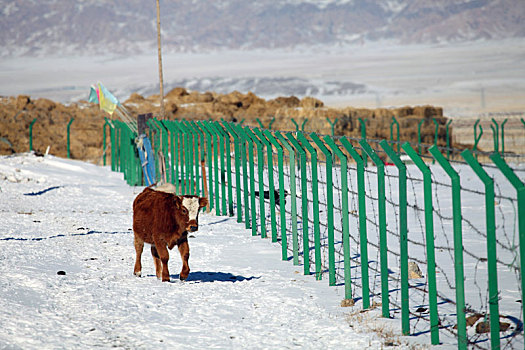 新疆哈密,雪韵生态
