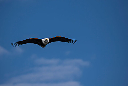 飞鱼,鹰,海雕属,乔贝国家公园,博茨瓦纳,非洲