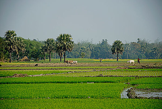 农田,库尔纳市,孟加拉,一月,2008年