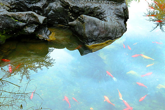 广西全州湘山寺放生池,祥禽瑞兽伴游鱼