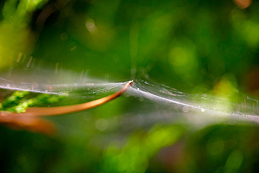 蜘蛛网,户外,低,景深