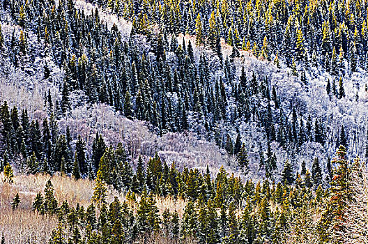 白霜,山坡,罗布森山省立公园,不列颠哥伦比亚省,加拿大