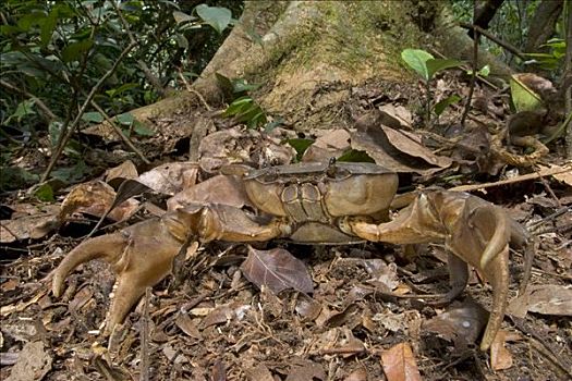 虾螯,螃蟹,雌性,林中地面,几内亚,西非