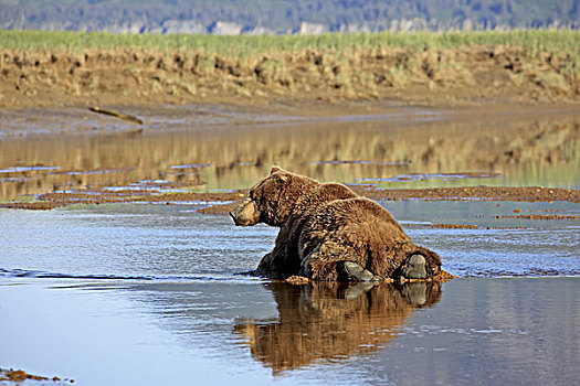 北美,美国,阿拉斯加,卡特麦国家公园,问好,湾,棕熊