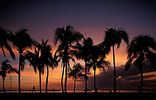 菲律宾,吕宋岛,日落,棕榈树,水岸,地区