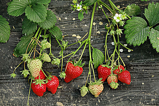草莓,水果