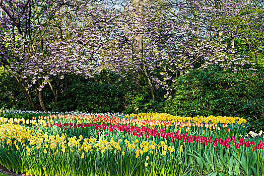 花园,彩色,郁金香,郁金香属,开花,喷泉,后面,库肯霍夫花园,展示,荷兰南部,荷兰,欧洲