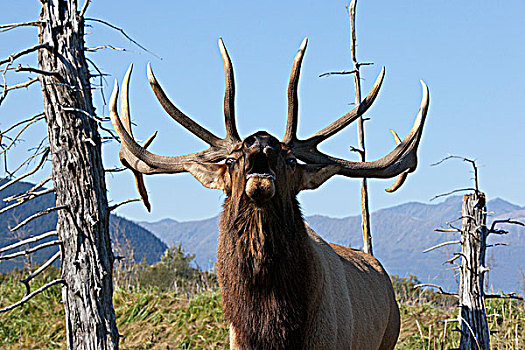 特写,落基山,公麋鹿,秋天,阿拉斯加野生动物保护中心,靠近,波蒂奇,阿拉斯加,俘获
