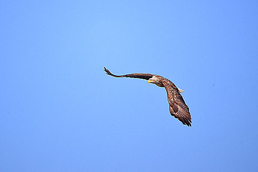 吉林省敬信湿地天空中飞翔的白尾海雕