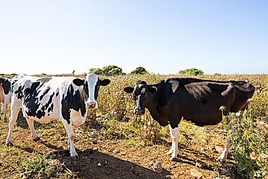米诺卡岛,牛,放牧,靠近,巴利阿里群岛