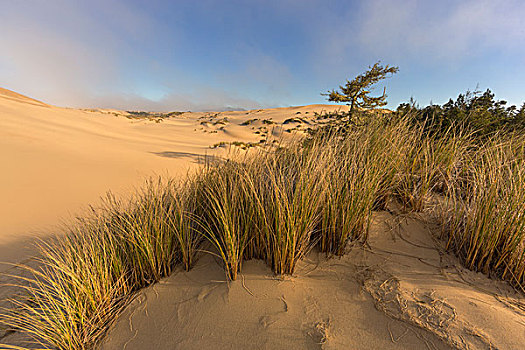 沙丘,太平洋,俄勒冈,国家休闲度假区,靠近,美国