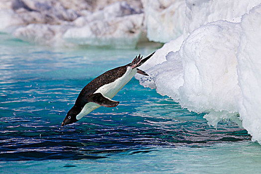 阿德利企鹅,潜水,海洋,南极