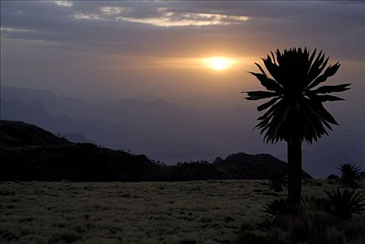 巨大,山梗莱属植物,落日,山峦,国家公园,靠近,埃塞俄比亚