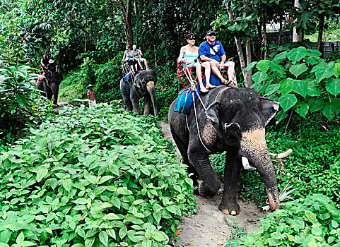 游客,骑,亚洲,大象,泰国