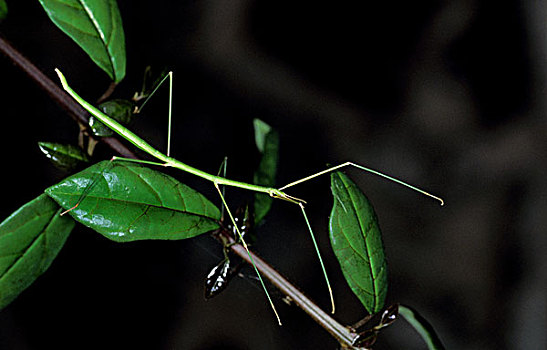 竹节虫,成年,肯尼亚