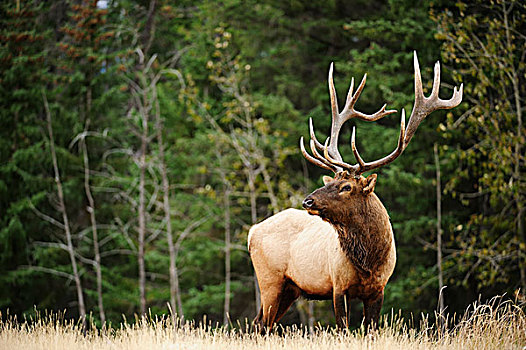 麋鹿,鹿属,站立,碧玉国家公园,艾伯塔省,省,加拿大,北美