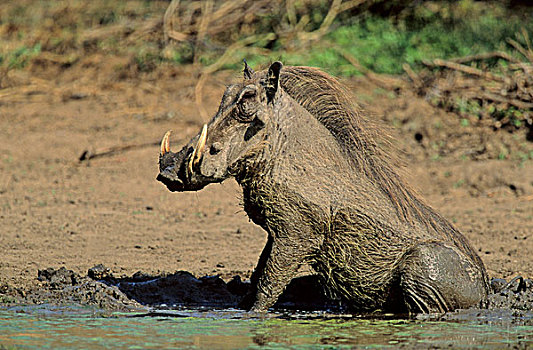 荒芜,疣猪,打滚,克鲁格国家公园,南非,非洲