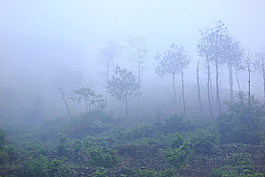 山,树林,雾气,云海,氤氲,绿色,树木,乡村