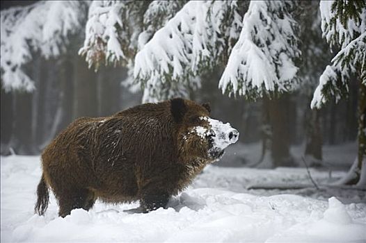 雄性,野猪,跑,大雪,下雪,雾,巴登符腾堡,德国,欧洲