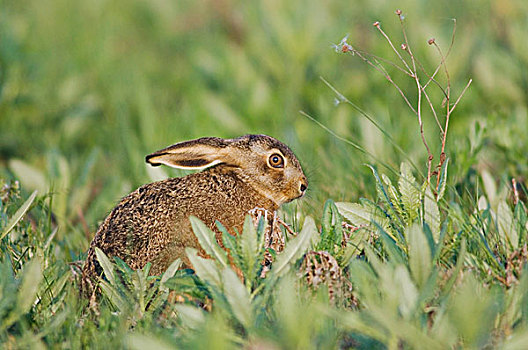 棕兔,欧洲野兔,国家公园,布尔根兰,奥地利,四月